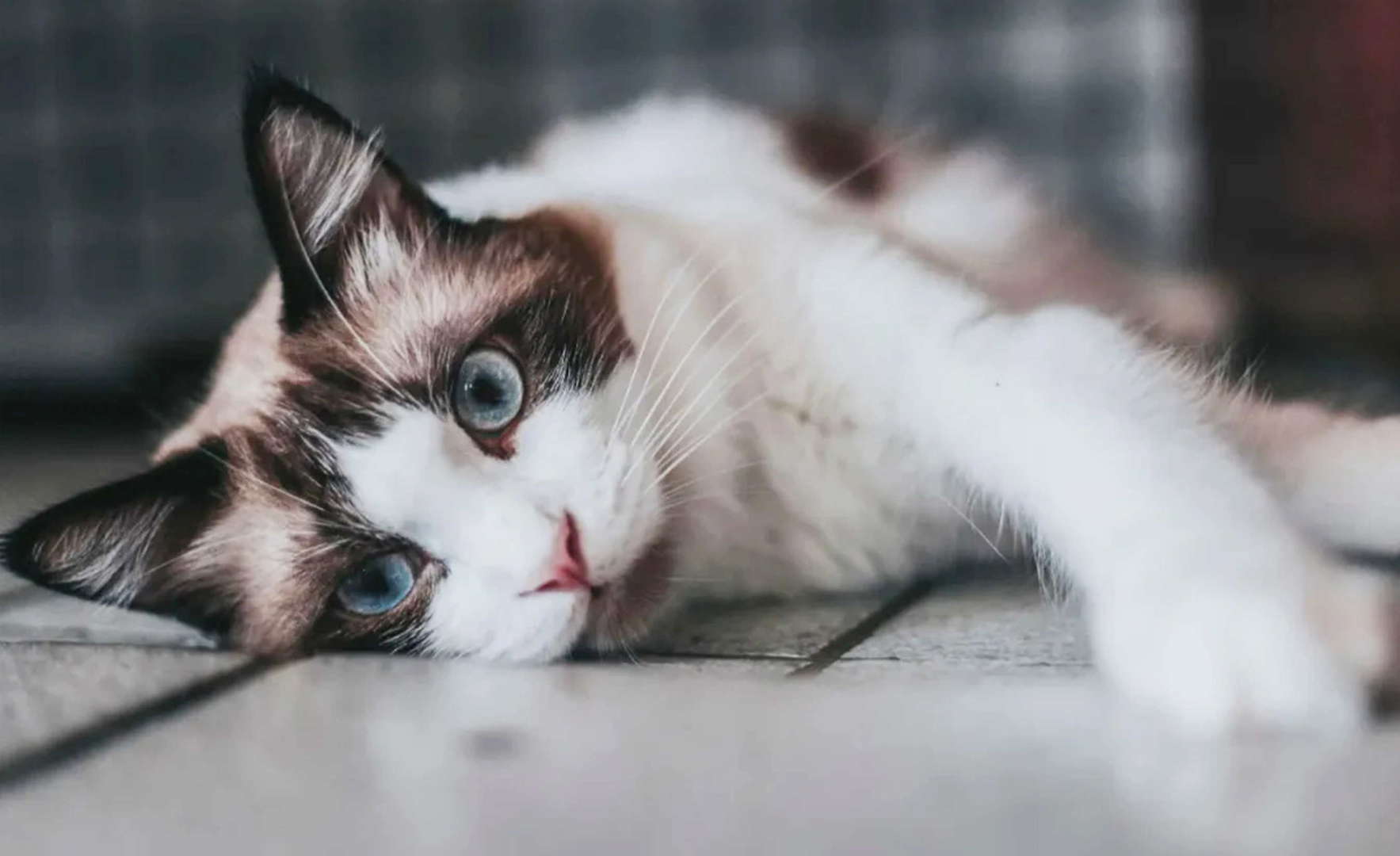 一云生活丨猫尿过的沙发怎么处理？